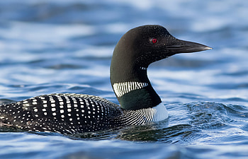 Adirondack loons, Kyle Dudgeon creative HD wallpaper