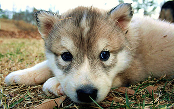 Animals, Grass, To Lie Down, Lie, Dog, Muzzle, Eyes, Sadness, Sorrow HD wallpaper