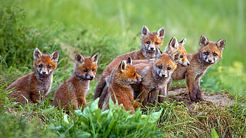 Fox, baby, animal, cub HD wallpaper