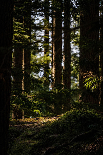 Nature, Trees, Fern, Forest, Moss HD phone wallpaper
