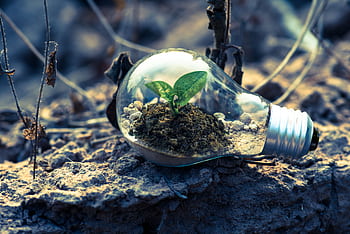 A small plant sprouts in soil inside a light bulb, symbolizing eco-friendly and sustainable growth. HD wallpaper