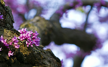 Plants, Flowers HD wallpaper