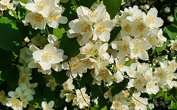 Jasmine, Latvia, bush, blossoms HD wallpaper