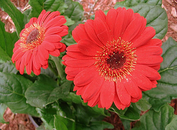 Flowers, Gerberas, Close-Up, Greens, Flower Bed, Flowerbed HD wallpaper