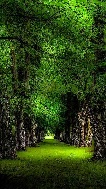 Green Trees in the Park, park, path, green, earth, nature, tree HD phone wallpaper