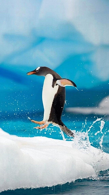 7 Plus , , Penguin beauty, Pet bird admiration HD phone wallpaper