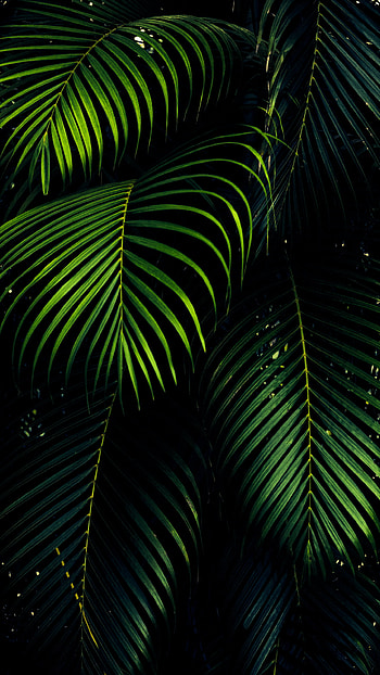 Green Leaf Aesthetic, Dark Leaves Aesthetic HD phone wallpaper