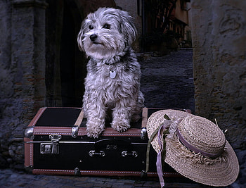 Ready to go, dog, terrier, sitting on suitcase, waiting, womans hat HD wallpaper
