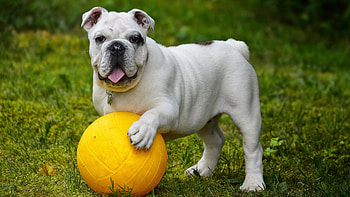 Ball, Bulldog HD wallpaper
