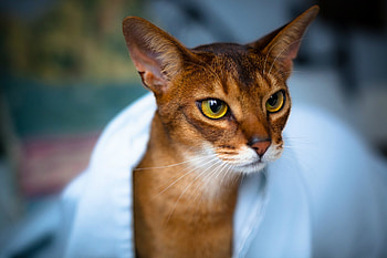 Animals, Cat, Muzzle, Beautiful, Sight, Opinion, Abyssinian Cat HD wallpaper