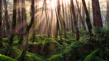 ultra high resolution, Forest , Nature's beauty, Refreshing landscapes HD wallpaper