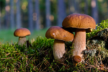 Energetics of mushrooms, Literal magic, East West Wellness, Healing power HD wallpaper