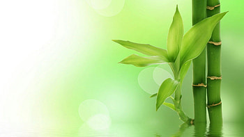 Bamboo , Natural beauty, Exquisite bamboo, Tranquil background HD wallpaper