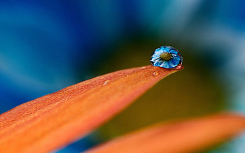 Background, Drops, Reflection, Macro, Petals, Reflections HD wallpaper
