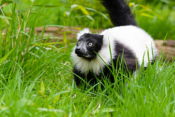 Animals, Grass, Wildlife, Stroll, Lemur, Lemur Cook, Lemur Vari HD wallpaper