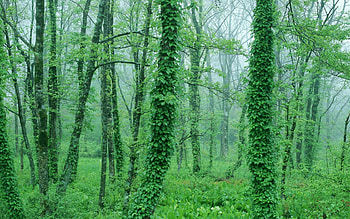 dressed tree, forces of nature, green, nature, dressed, tree HD wallpaper