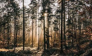 Nature, Dawn, Forest, Fog, Sunlight HD wallpaper