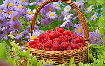 Summer Taste, berry, fruits, raspberry, food, summer, basket, red, fruit, flowers, raspberries HD wallpaper