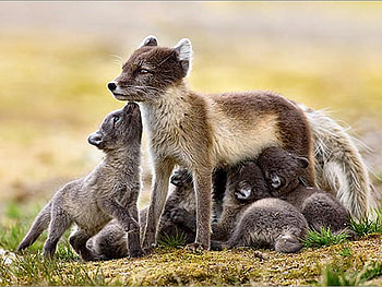 Artic Fox and Young 1, animal, artic, wildlife, jasper doest, graphy, doest, , fox HD wallpaper