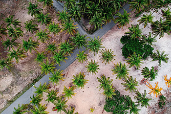 Aerial shot, road through palm trees, nature HD wallpaper