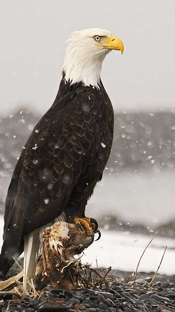 Bald eagle , , Patriotic symbol, High quality HD phone wallpaper