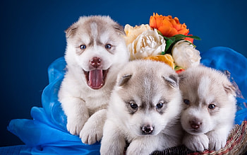 Cute Husky Puppies, cute, Husky, Dog, Animal HD wallpaper