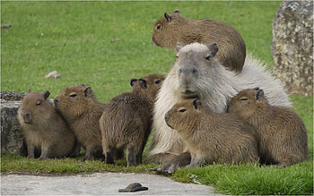 Capybara , Zoey simpson, Animal backgrounds, Capybara HD wallpaper