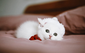 little white kitten, cute animals, little cats, pets, white fluffy kitten, cats HD wallpaper