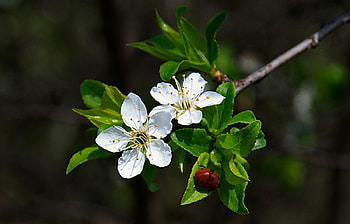 Plants, Flowers, Insects, Ladybugs HD wallpaper