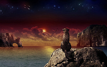 Animals, Landscape, Sunset, Shore, Bank, Sit, Leopard HD wallpaper