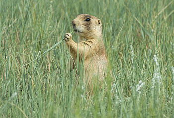 Utah Prairie Dog, Cynomys parvidens, Inaturalist NZ HD wallpaper