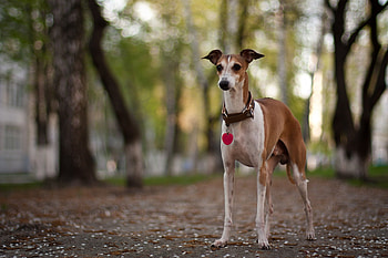 Animals, Park, Dog, Stroll, Collar HD wallpaper