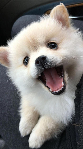 Pomeranian Dog, Adorable, Dog HD phone wallpaper