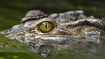 Animals, Water, Predator, Reptiles, Eye, Crocodile HD wallpaper