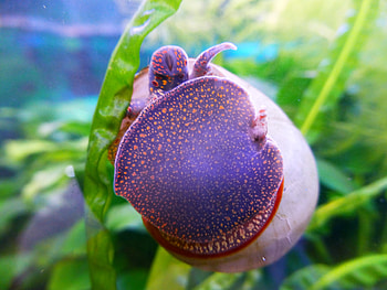 Apple Snail, animal, shell, apple, snail HD wallpaper