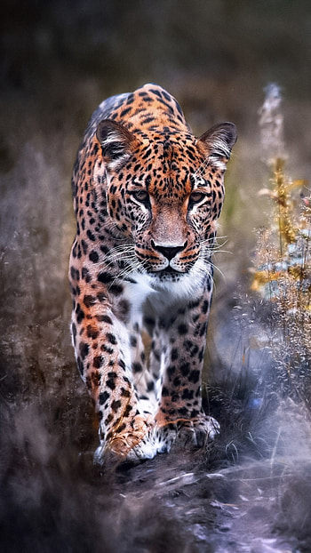 Leopard big cat HD phone wallpaper