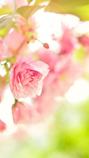 Spring Flowers, Pink, Spring, Flowers HD phone wallpaper