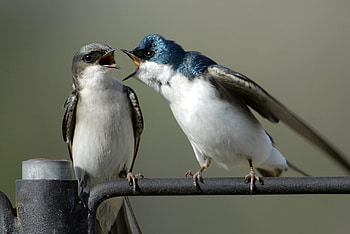 Couple, Swallow HD wallpaper