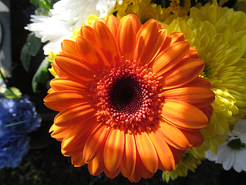 Orange Gerbera, Gerberas, Gardens, Petals, Flowers, Floral, Plants HD wallpaper
