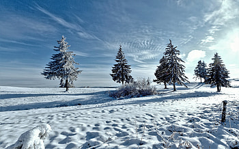 Winter, Nature, Trees, Snow HD wallpaper