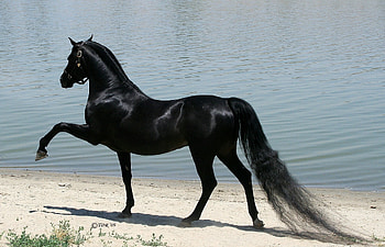 Animals, Horses, Sand, Shore, Bank, Walk, To Walk HD wallpaper