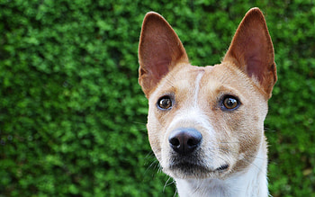 Basenji dog, close-up, Hunting dog, Cute animals HD wallpaper