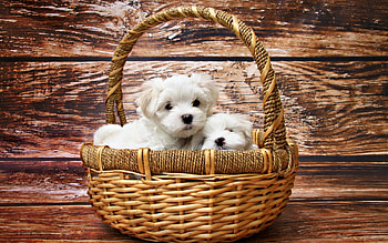 Puppies, animal, dog, basket, puppy, white, wood, couple, cute HD wallpaper