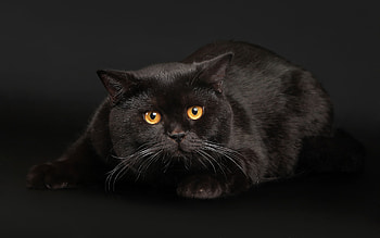 Animals, Cats HD wallpaper