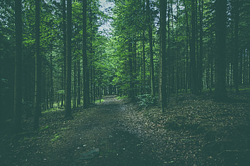 Nature, Trees, Pine, Coniferous, Forest, Path HD wallpaper