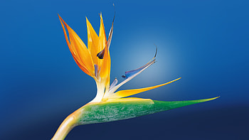 Bird Of Paradise, flowers, nature HD wallpaper