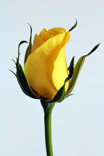 Vibrant yellow rose bud captured in close-up, showcasing nature's beauty and color. HD phone wallpaper