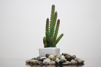 Cactus, plants, rocks HD wallpaper