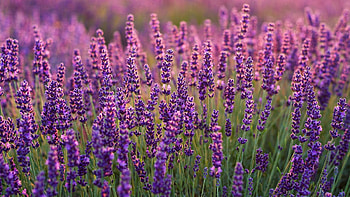 Lavenders, Lavender farm, Plants HD wallpaper