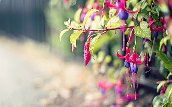 Macro Flowers, flowers, macro, graphy HD wallpaper